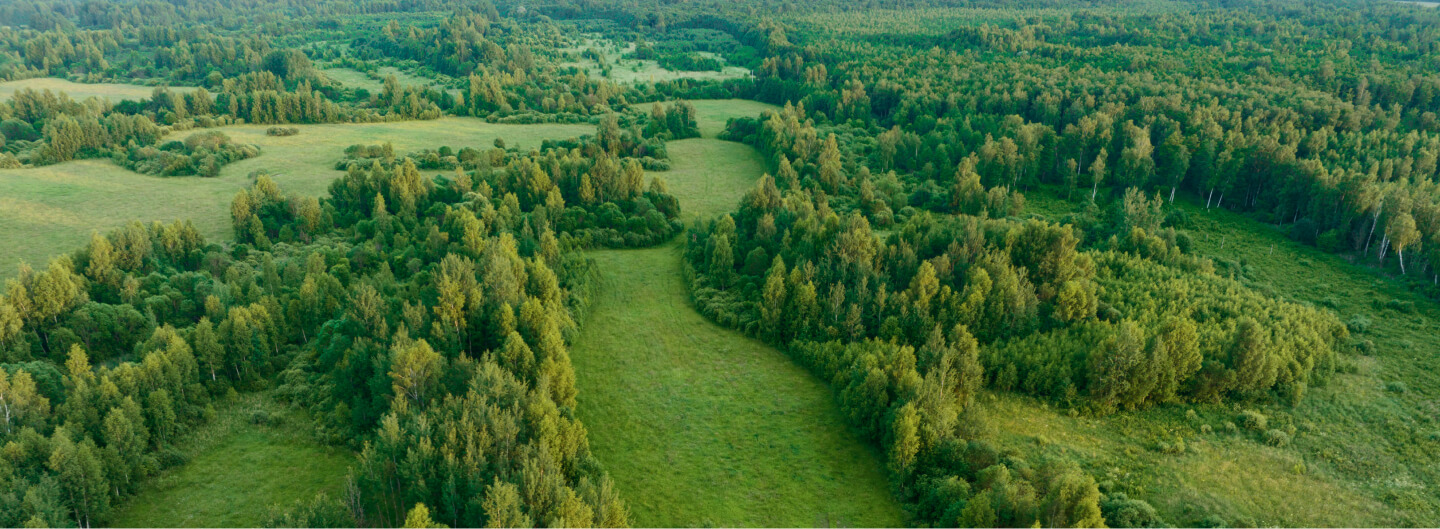 Роль лесов и лесного хозяйства в смягчении последствий изменений климата