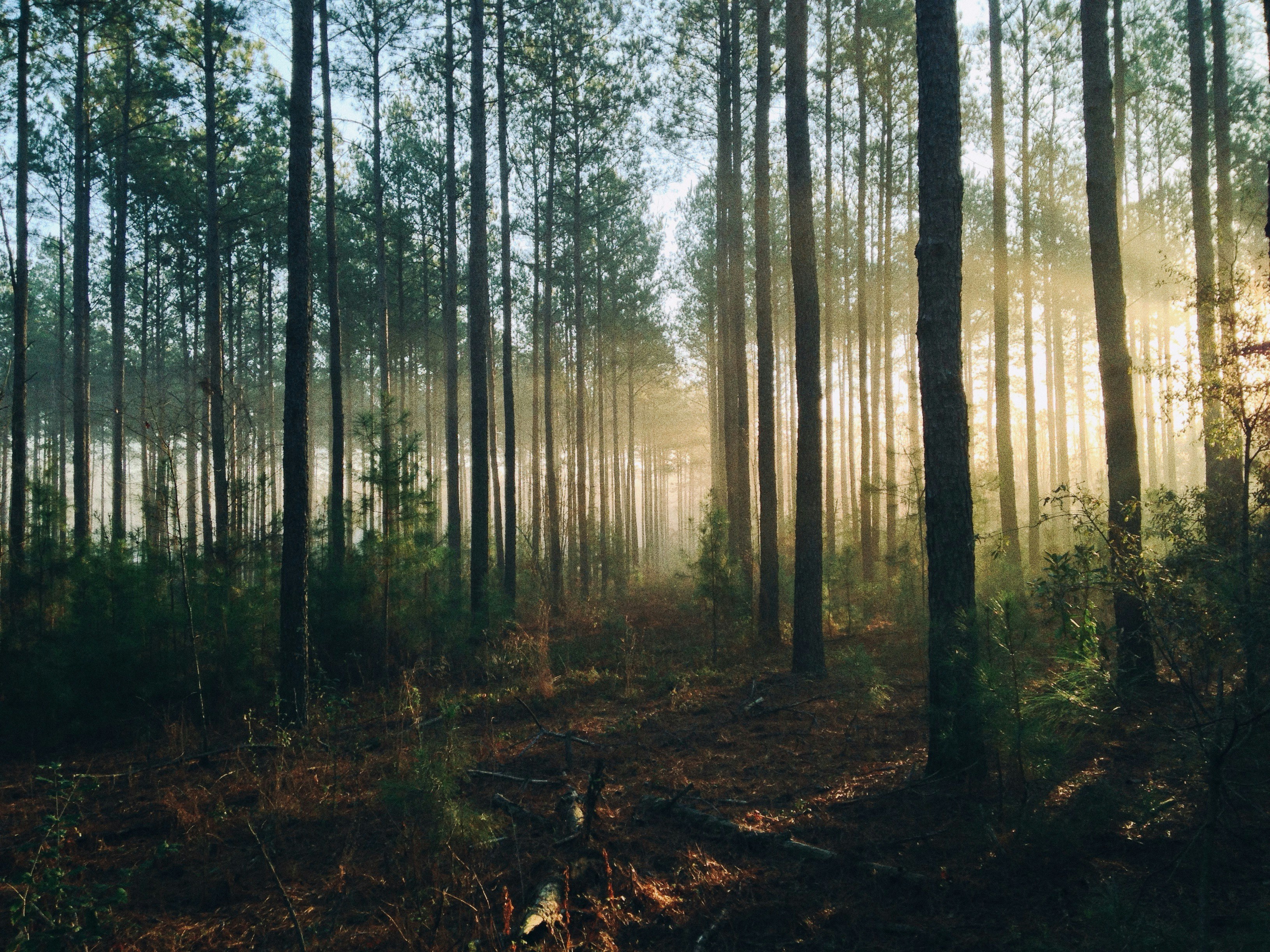 Эффективное использование лесных ресурсов. Проблемы лесозаготовок и лесохозяйственной деятельности
