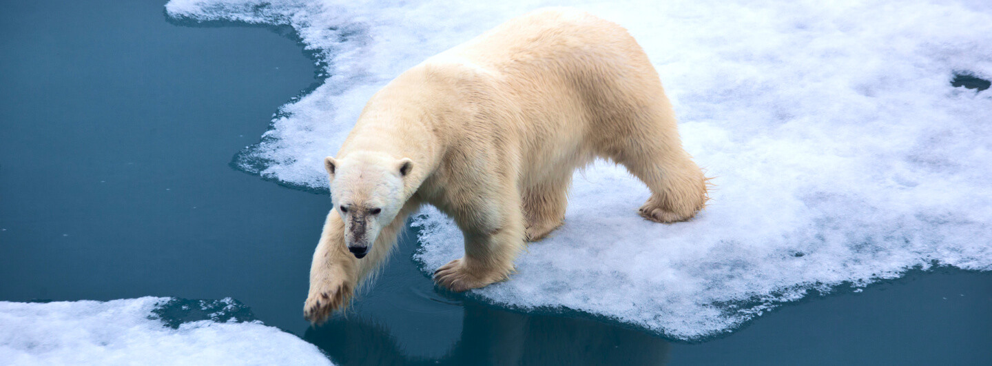 «Из-за потепления идет смещение природных зон в Арктике»