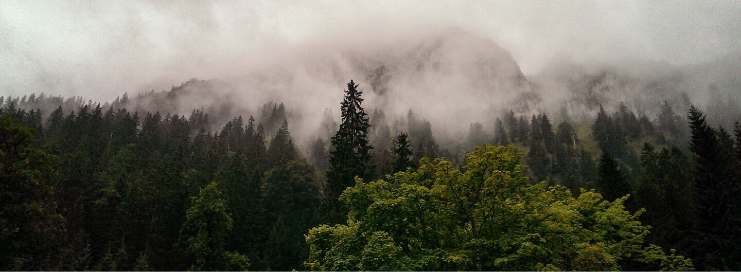 Сколько CO₂ поглощают российские леса и сколько они еще могут поглотить?
